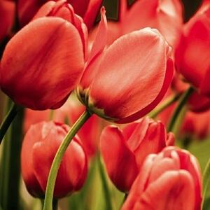 DIMEX | Obraz na skle | Červené tulipány GL-30-029 | 30 x 30 cm