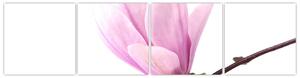 Kvet - obraz (Obraz 160x40cm)