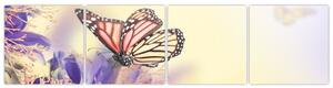 Motýle - obraz (Obraz 160x40cm)