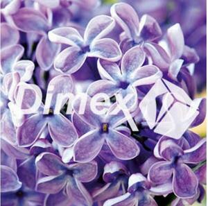 DIMEX | Obraz na skle | Orgován GL-30-011 | 30 x 30 cm