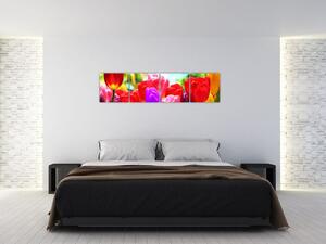Tulipány - obraz (Obraz 160x40cm)