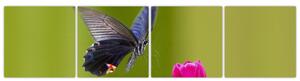 Motýľ - obraz (Obraz 160x40cm)