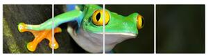 Žaba - obraz (Obraz 160x40cm)