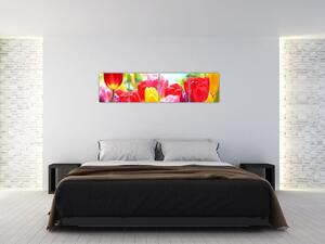 Tulipány - obraz (Obraz 160x40cm)