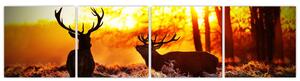 Fotka jeleňov - obraz (Obraz 160x40cm)