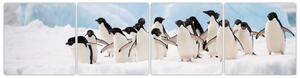 Tučniaci - obraz (Obraz 160x40cm)