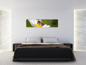 Včela na sedmokráske - obraz (Obraz 160x40cm)