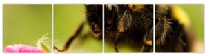 Včela - obraz (Obraz 160x40cm)