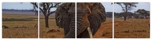 Obraz slona (Obraz 160x40cm)