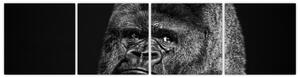 Obraz opice (Obraz 160x40cm)