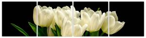 Biele tulipány - obraz (Obraz 160x40cm)
