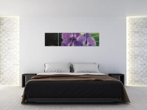 Obraz kvetov orchidey (Obraz 160x40cm)