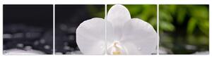 Fotka kvetu orchidey - obraz autá (Obraz 160x40cm)