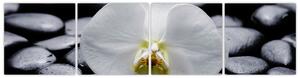 Kvet orchidey - obraz (Obraz 160x40cm)