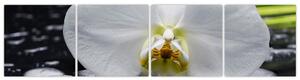 Kvet orchidey - obraz na stenu (Obraz 160x40cm)