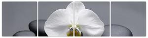 Kvet orchidey - moderný obraz (Obraz 160x40cm)