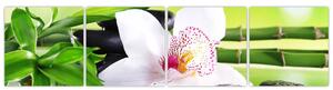 Obraz orchidey (Obraz 160x40cm)