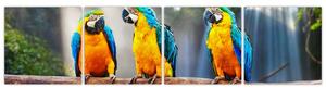 Obraz - papagáje (Obraz 160x40cm)