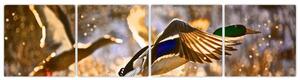 Letiaci kačice - obraz (Obraz 160x40cm)