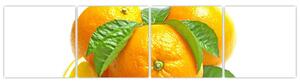 Pomaranče, obraz (Obraz 160x40cm)