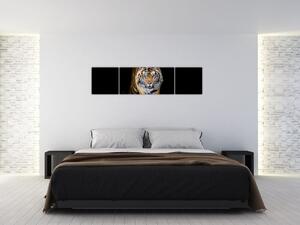 Tiger, obraz (Obraz 160x40cm)