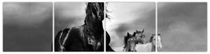 Čiernobiely obraz koňov (Obraz 160x40cm)