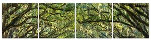 Aleje stromov - obraz (Obraz 160x40cm)