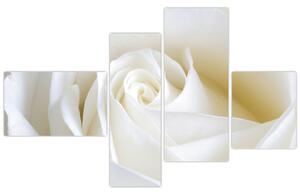 Obraz biele ruže (Obraz 110x70cm)