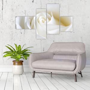 Obraz biele ruže (Obraz 110x70cm)