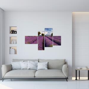 Obraz levanduľového pole (Obraz 110x70cm)
