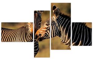 Obraz - zebry (Obraz 110x70cm)