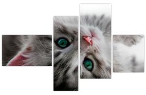Obraz mačky (Obraz 110x70cm)