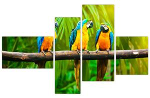 Moderný obraz - papagáje (Obraz 110x70cm)