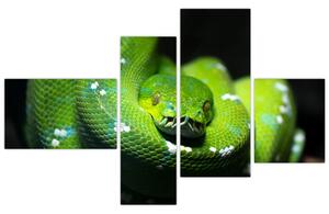 Obraz zvierat - had (Obraz 110x70cm)