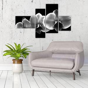 Čiernobiely obraz - orchidea (Obraz 110x70cm)