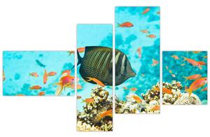 Obraz rýb v akváriami (Obraz 110x70cm)