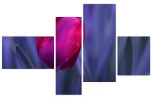 Obraz - tulipán (Obraz 110x70cm)
