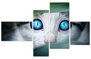 Obraz mačky, žiarivé oči (Obraz 110x70cm)