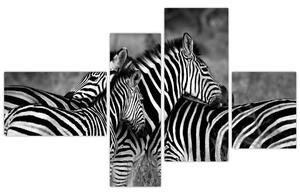 Obraz - zebry (Obraz 110x70cm)