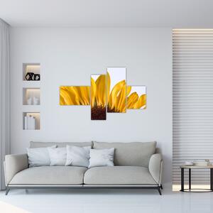 Obraz kvetu slnečnice (Obraz 110x70cm)