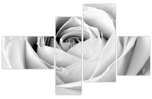 Čiernobiely obraz ruže (Obraz 110x70cm)