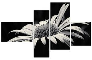 Čiernobiely obraz kvetu (Obraz 110x70cm)
