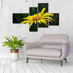 Obraz žltého kvetu (Obraz 110x70cm)
