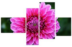Obraz ružového kvetu (Obraz 110x70cm)