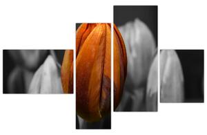 Oranžový tulipán medzi čiernobielymi - obraz (Obraz 110x70cm)
