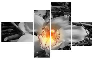 Kvet na čiernobielom pozadí - moderný obraz (Obraz 110x70cm)
