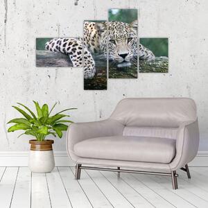 Obraz leopard (Obraz 110x70cm)