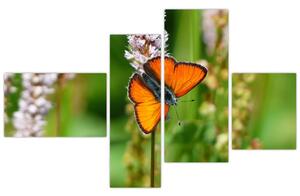 Moderný obraz motýľa na lúke (Obraz 110x70cm)