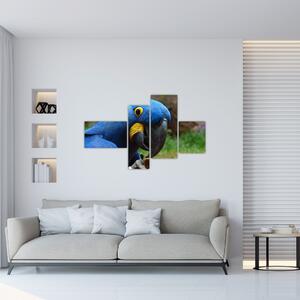 Obraz - papagáj (Obraz 110x70cm)