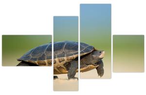 Obraz korytnačky - moderné obrazy (Obraz 110x70cm)